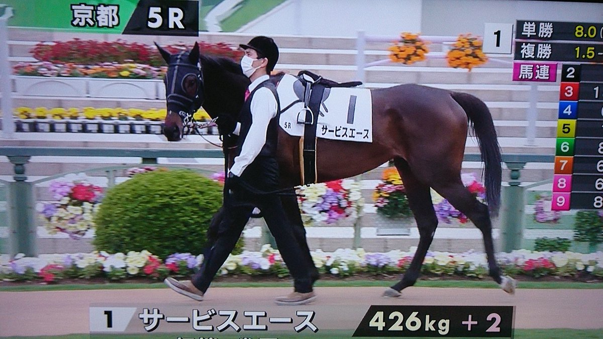 トウカイテイオー 4番 紫 トウカイテイオー 4番 紫 トウカイテイオー
