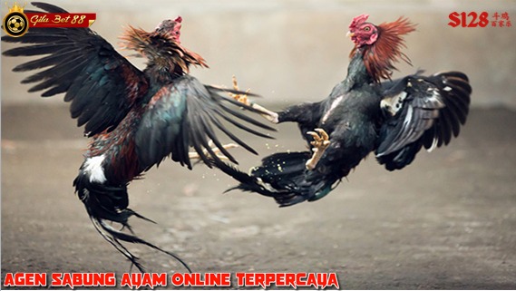 Gilabet88 Menyediakan Bonus Jackpot 100% hanya untuk pemenang 8 Kali Beruntun bebas memilih arena yang tersedia di s128 . #sabungayam #deposits128 #daftars128 #agens128 #sabungayamonline