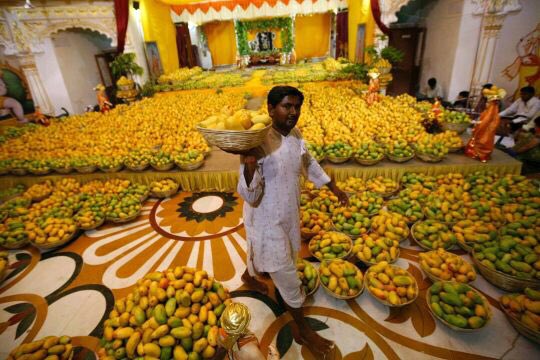 Mangoes galore in India