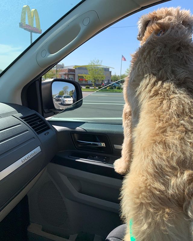 wheatienamedted's tweet photo. a_wheatie_named_teddy

https://t.co/g8AKQaJptE https://t.co/8CoC35igD9