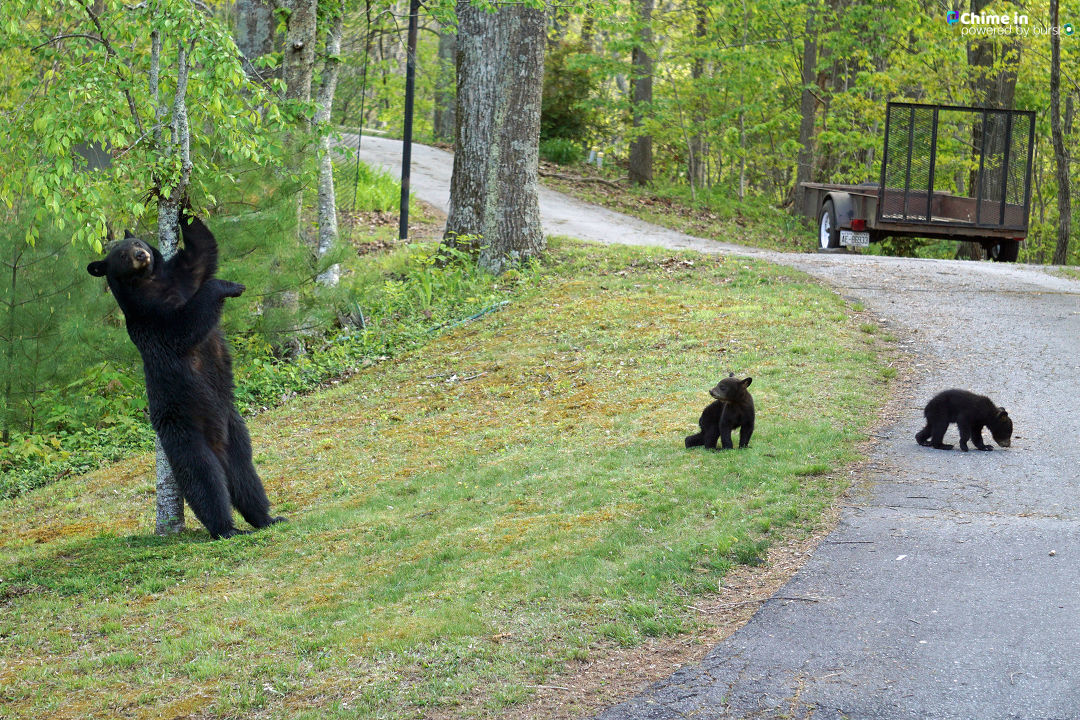 WLOS_13's tweet photo. Happy Mother's Day to all the protectors and providers out there! ❤️

(📷: Linda Russell) https://t.co/4GD6t9Eonz