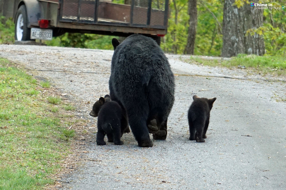 WLOS_13's tweet photo. Happy Mother's Day to all the protectors and providers out there! ❤️

(📷: Linda Russell) https://t.co/4GD6t9Eonz