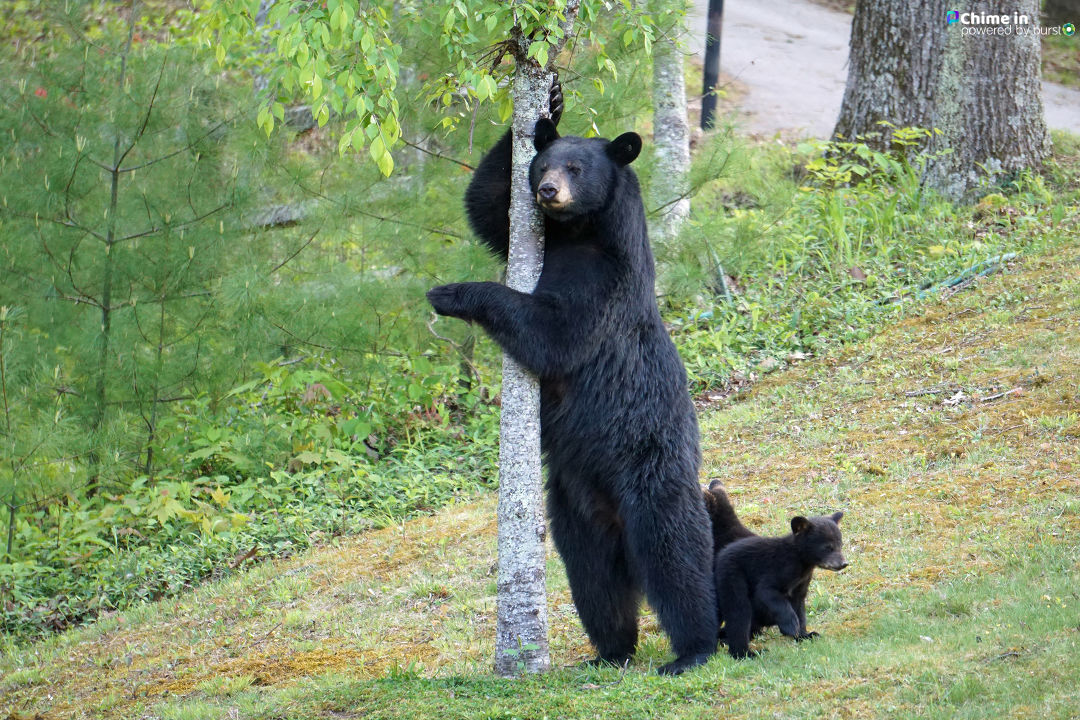 WLOS_13's tweet photo. Happy Mother's Day to all the protectors and providers out there! ❤️

(📷: Linda Russell) https://t.co/4GD6t9Eonz
