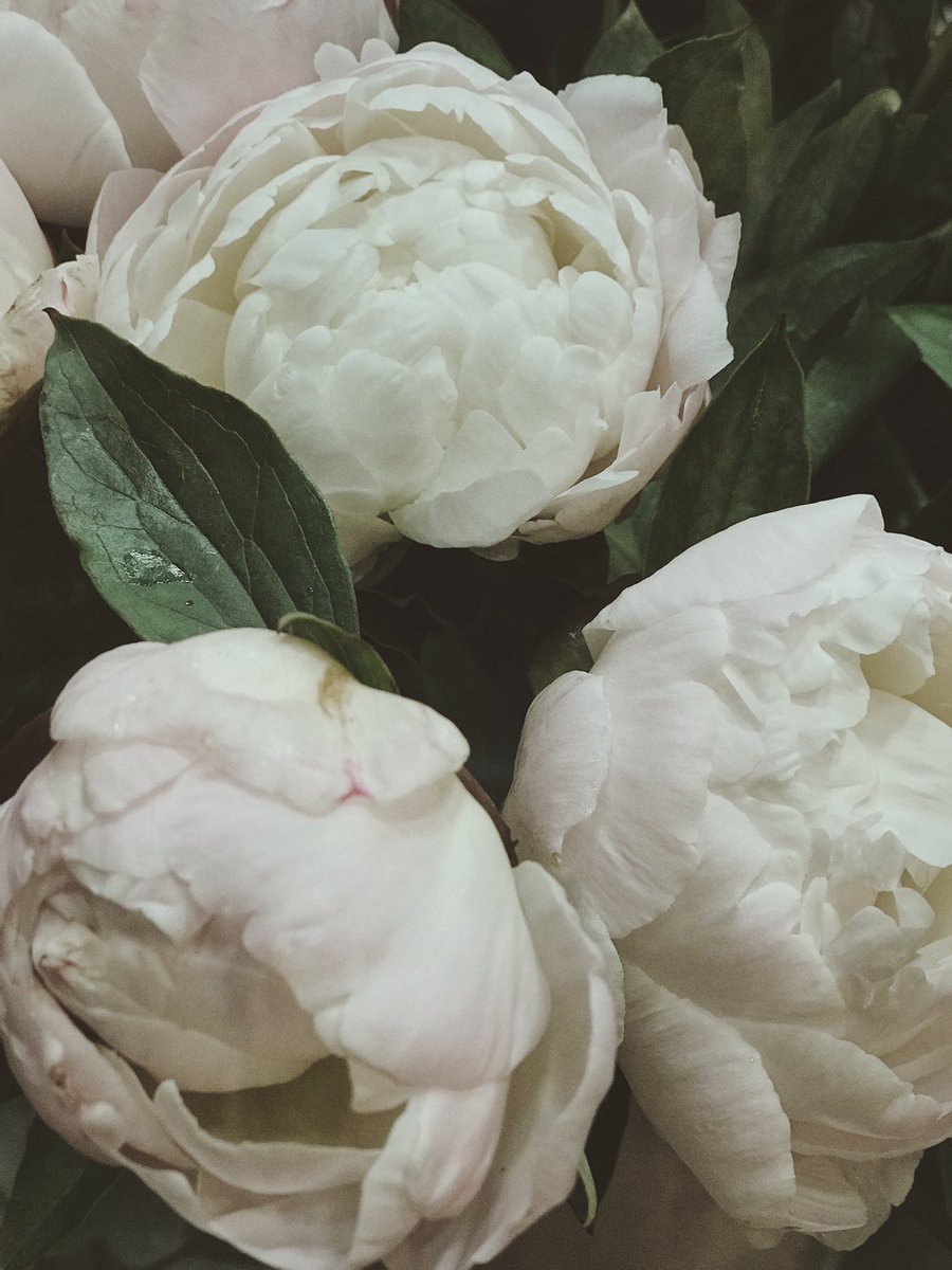 sohnsofc's tweet photo. Peony.
#miravalmusic #akbalmusic #blueagaveep #outmay15th https://t.co/BqUBiNPxxM