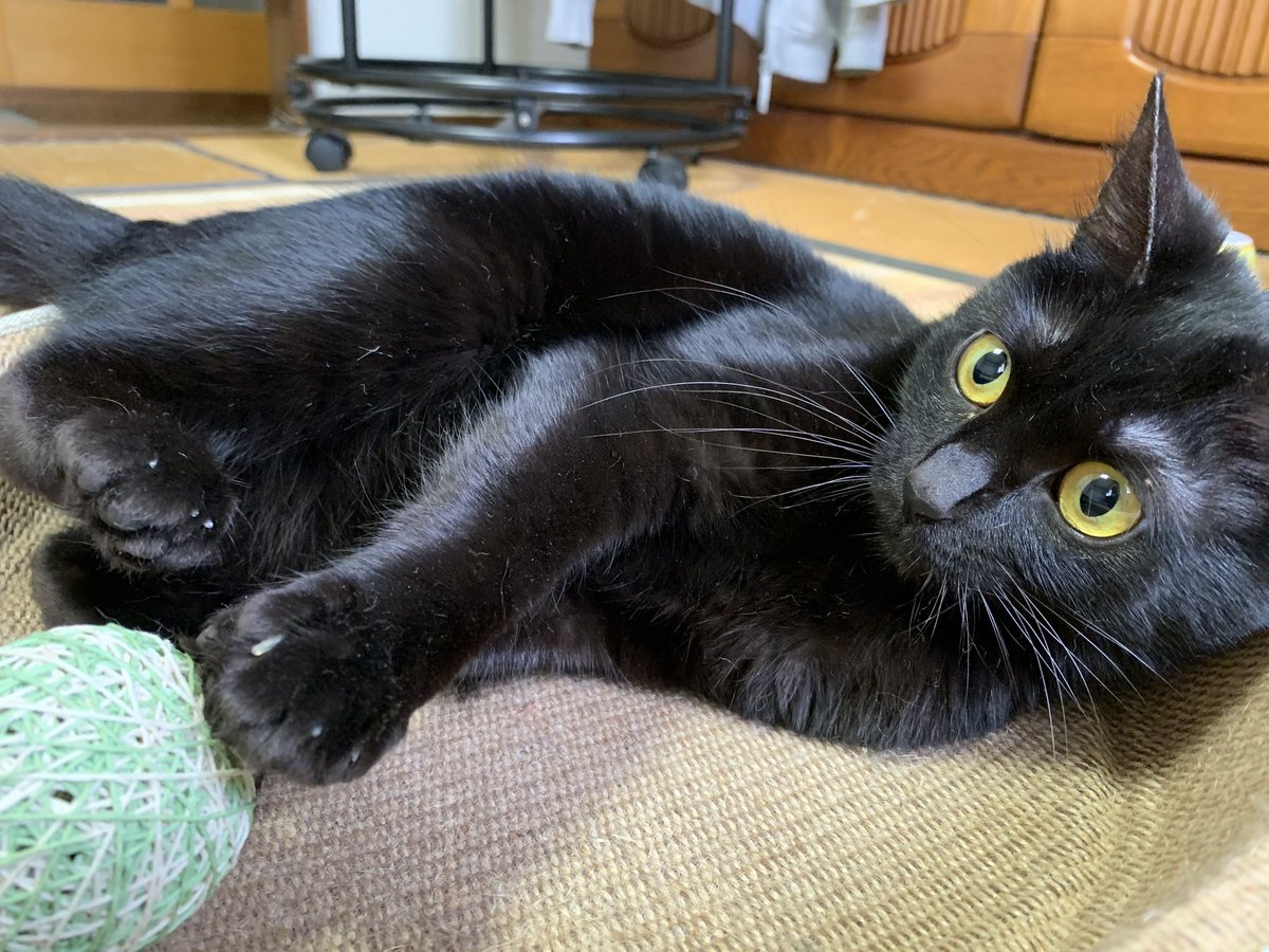 ChiBiCco0111's tweet photo. 🐈『おにいちゃん たちから
おさがり もろた』 https://t.co/rymzhAhLzY