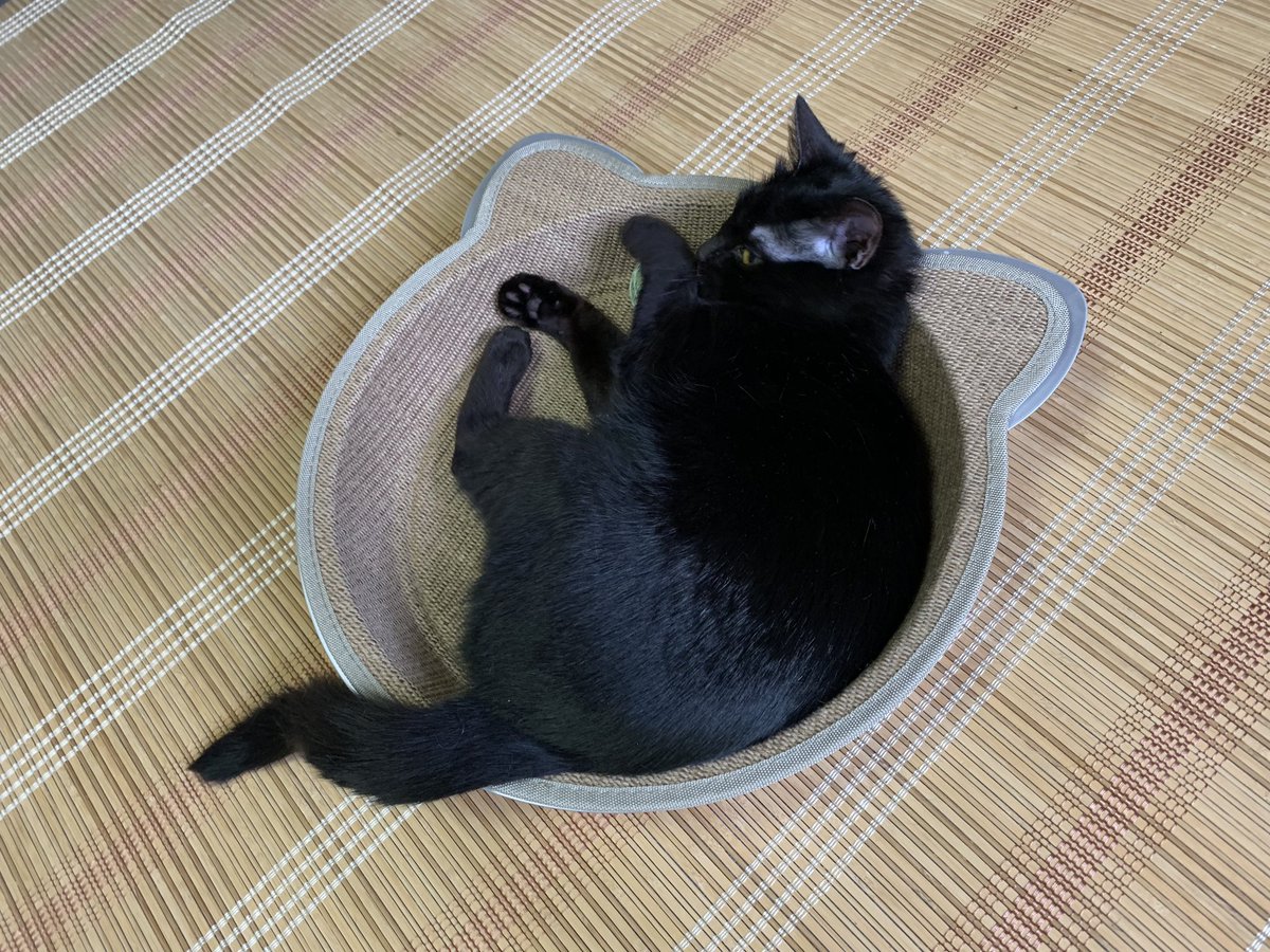 ChiBiCco0111's tweet photo. 🐈『おにいちゃん たちから
おさがり もろた』 https://t.co/rymzhAhLzY