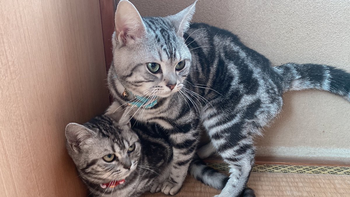 ピーチ君メイちゃん夫婦 Chbx7meqxa4eubg Twitter