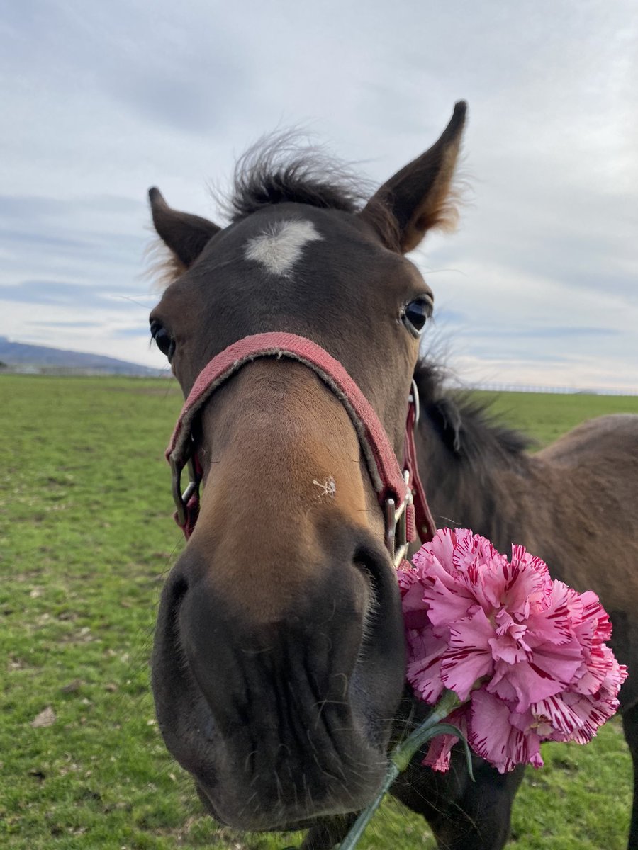 villa_lake's tweet image. サトノルーリーちびも、カーネーションに興味があるようなので☺️

ルーリーちびは、ルーリーママとルリカさんに感謝ですね✨

@rurika_y