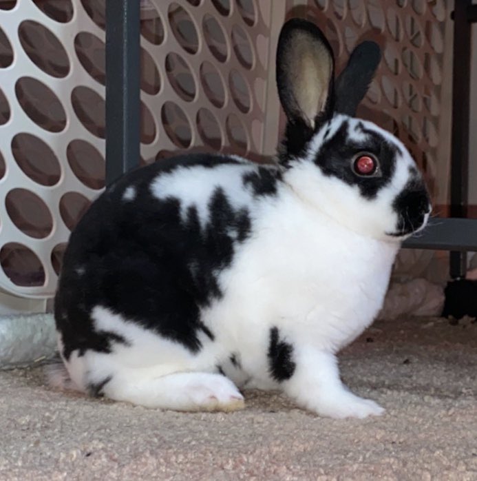 KassidyScott8's tweet photo. Been waiting a month for this baby to get old enough for me to go get(: he’s a month old now and I got to bring him home today. His name is Prince. #rabbit #minirexrabbit #rexrabbit #bunny #cute #rabbits https://t.co/qLgpjeFXiZ