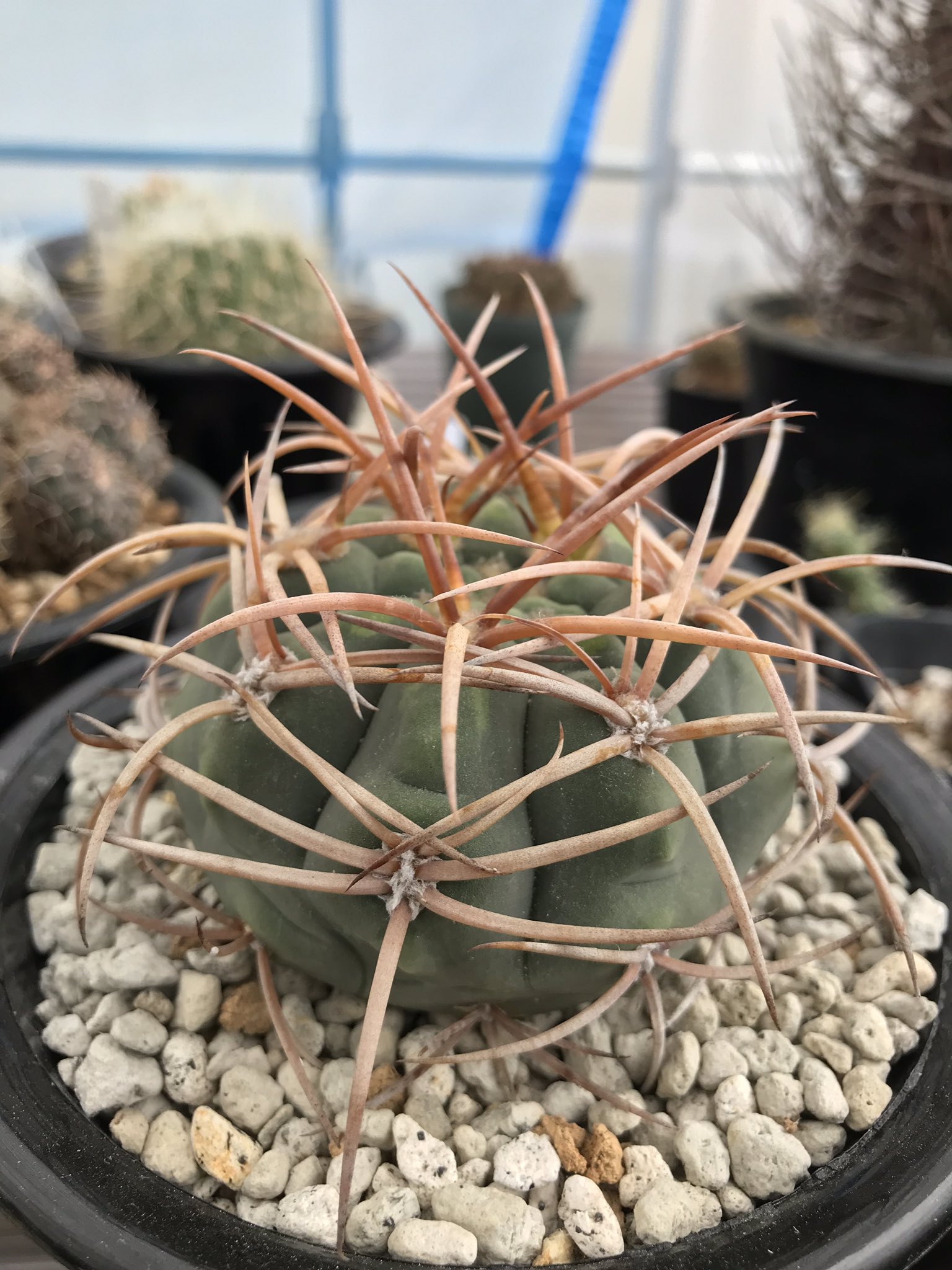 富山のサボテン 仮想園芸空間 遮光率は知らない植物の具合を見て張ってるので 光琳玉やフェロシオールなど天城などはしわしわからパツパツになりますが棘が弱くなる気もします悩ましい T Co Olxehspbap Twitter