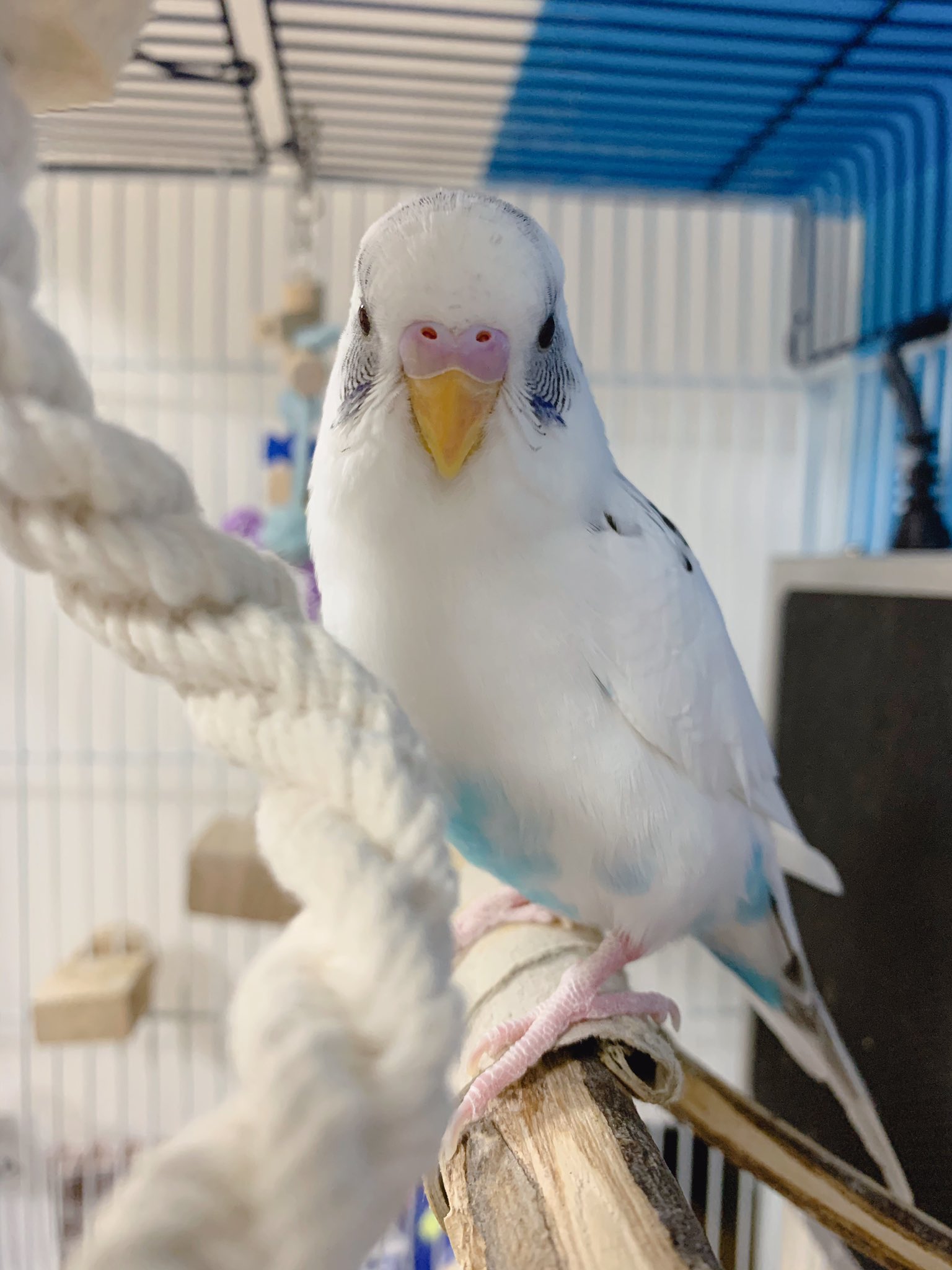 白セキセイインコを探しています 大阪府吹田市江坂町 5月10日午前9時分頃 ベランダから白いセキセイインコが逃げ出してしまいました 名前はパル助 オス 1歳7ヶ月 手乗り パル助 プリンなど色々な言葉を喋ります ご協力よろしくお願い致します 白セキセイインコを探しています 大阪府吹田市江坂町 5月10日午前9時分頃 ベランダから白いセキセイインコが逃げ出してしまいました 名前はパル助 オス 1歳7ヶ月 手乗り パル助 プリンなど色々な言葉を喋ります ご協力よろしくお願い致します