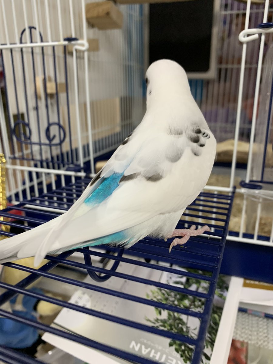 白セキセイインコを探しています 0510 Twitter