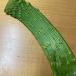 奇妙な緑の物体!その正体は誰もが知るあの野菜？!