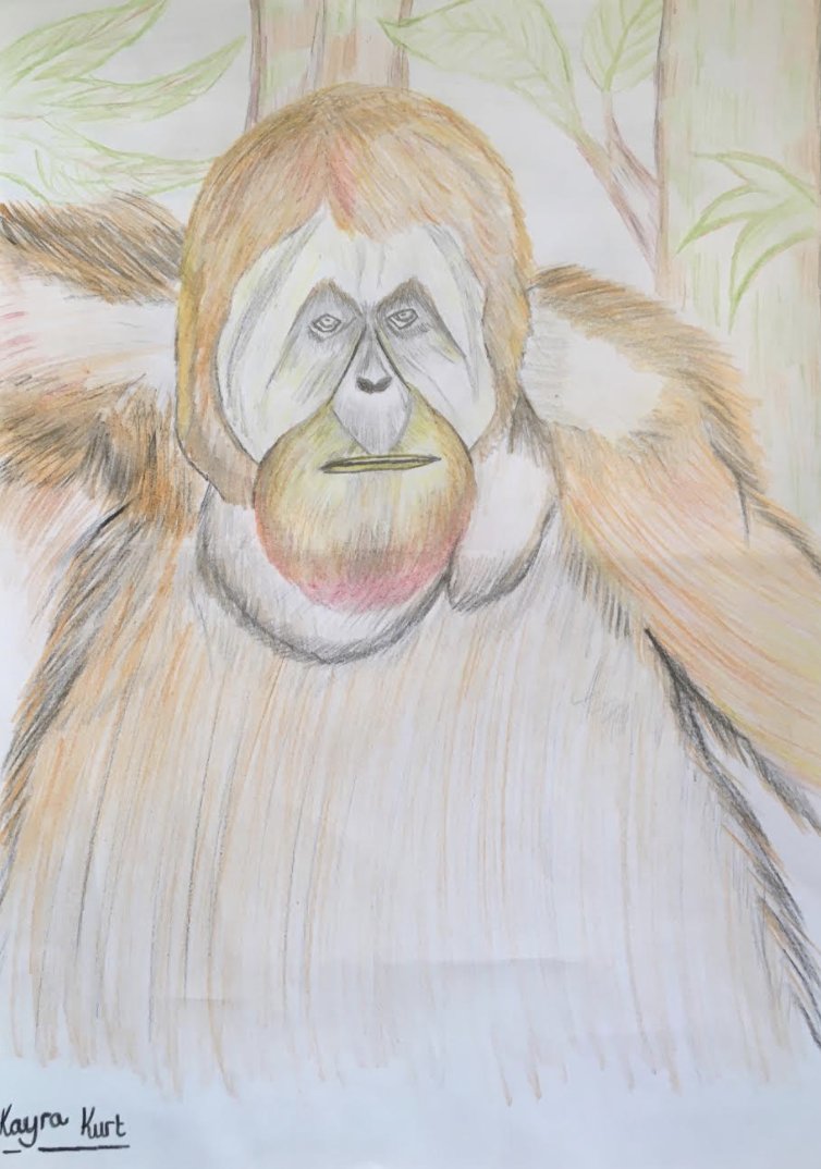 Edmonton County Primary tweet media