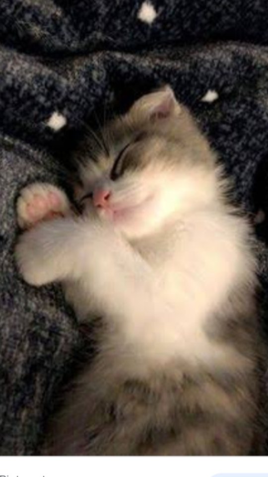Lisa57053078's tweet photo. I love you so much my little Leo😍😗😙😸😻☺🙂💗💖💛 https://t.co/kRdjWNeu95