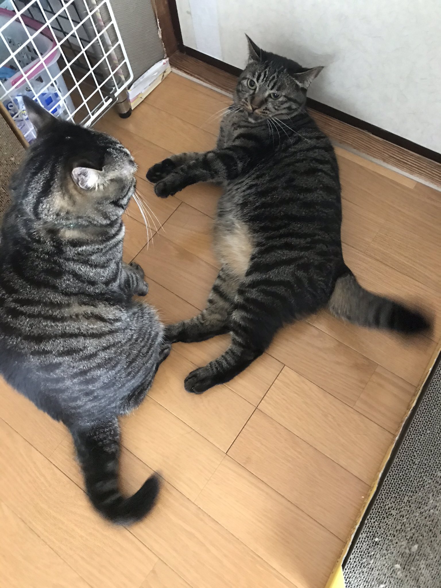 ねこてん 保護猫親子のユメとメイの日常をマンガと写真で紹介 往年の 猪木アリ状態 朝からの 親子ゲンカ なぜか 母猫 の ユメ からケンカ仕掛けます メイ ねこてん T Co 0ibzbpnakt T Co 5hqdb9nnoo Twitter