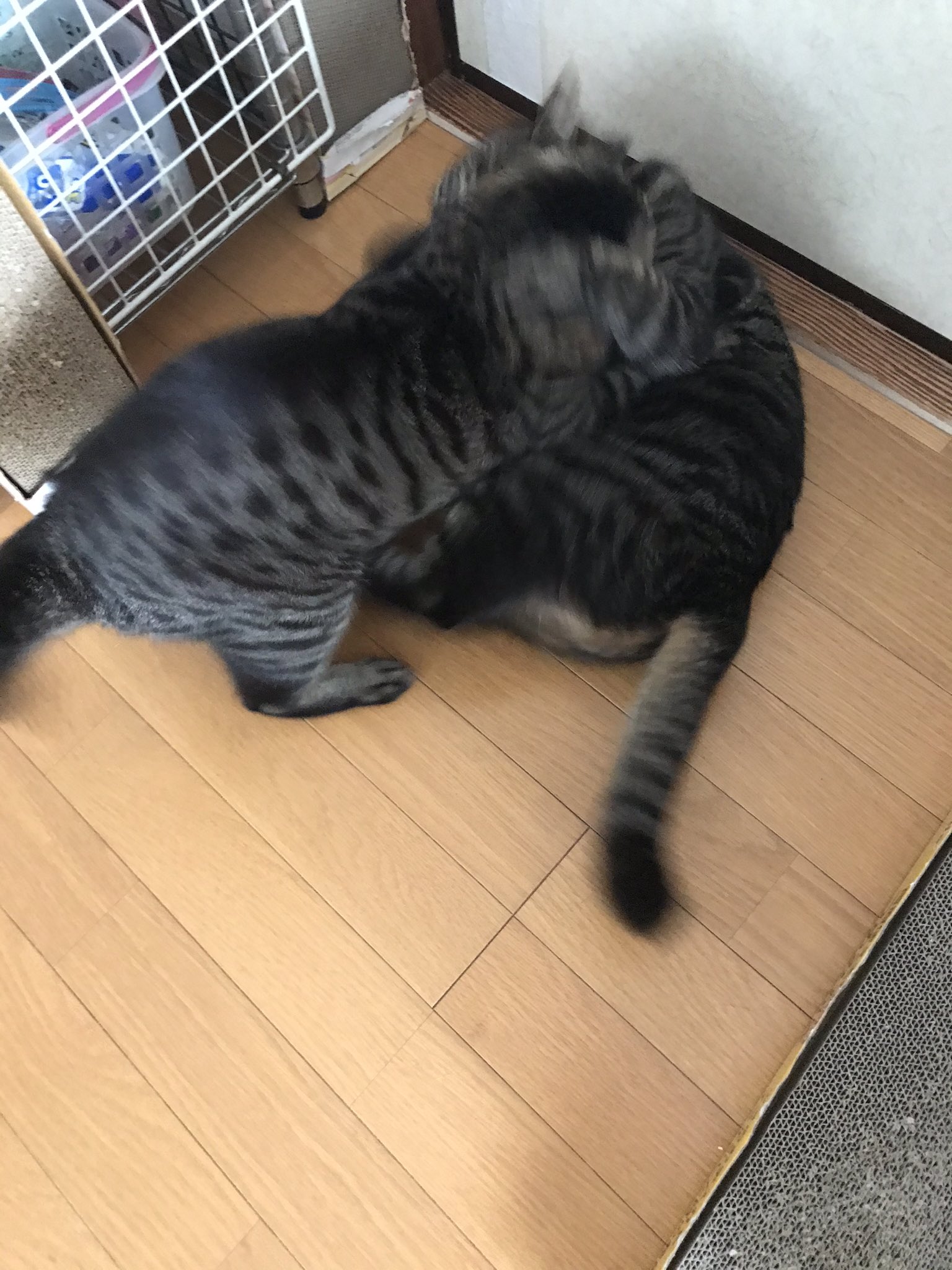 ねこてん 保護猫親子のユメとメイの日常をマンガと写真で紹介 往年の 猪木アリ状態 朝からの 親子ゲンカ なぜか 母猫 の ユメ からケンカ仕掛けます メイ ねこてん T Co 0ibzbpnakt T Co 5hqdb9nnoo Twitter