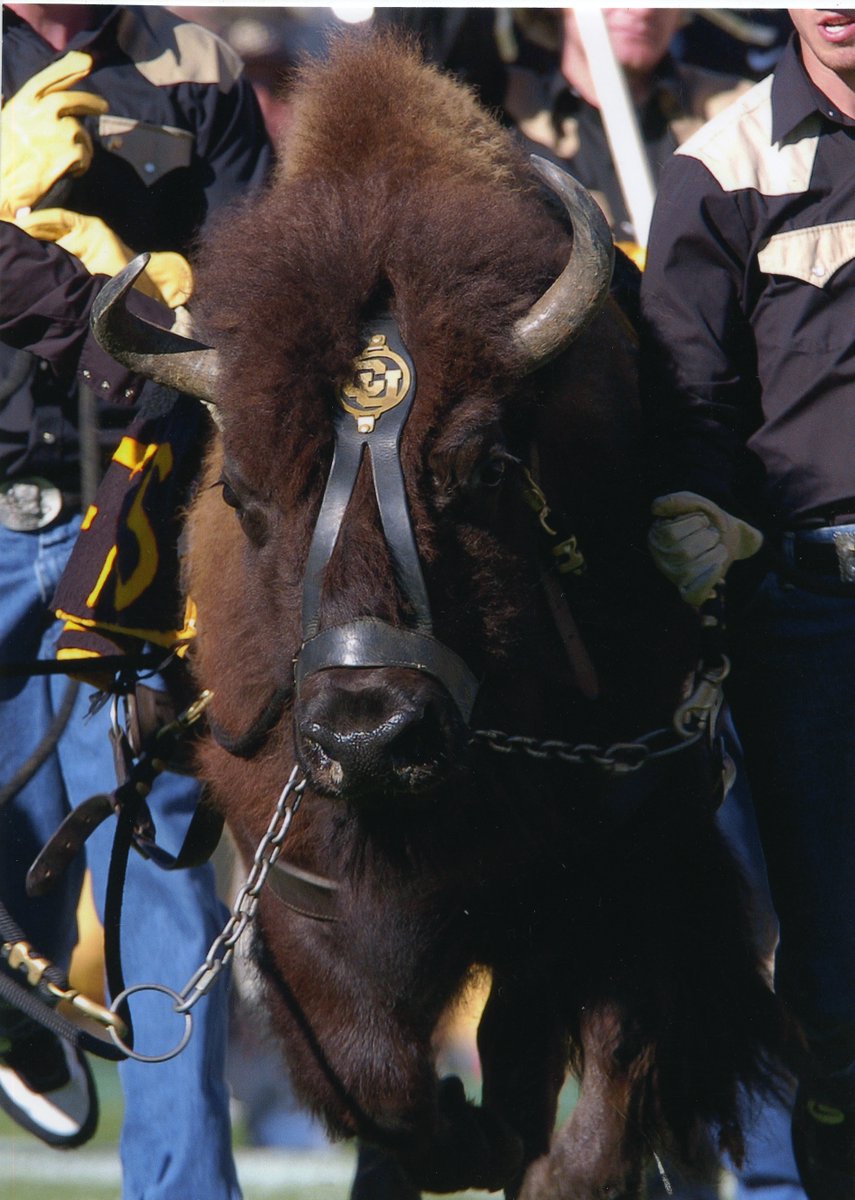 Colorado Buffaloes Football tweet media