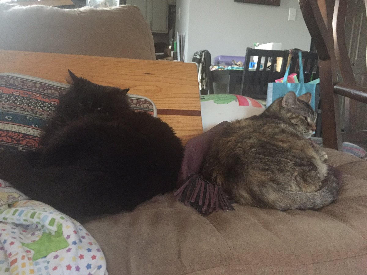 MsTea403's tweet photo. #Bookends #lazyday #Caturday https://t.co/rAQFIlobUX