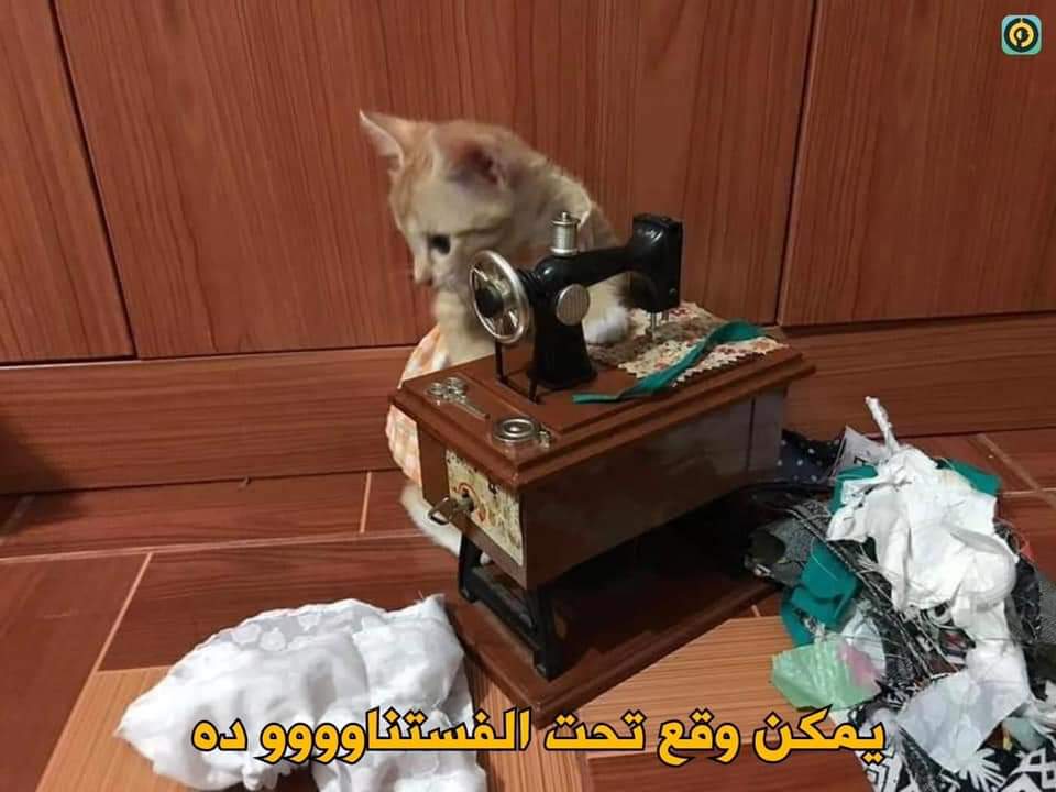 comment_comedy's tweet photo. - انا لازم اشتغلااااو عشااون جوزي عطلاون و مالوش فايدااو 😪 https://t.co/GhAF6ykTCi