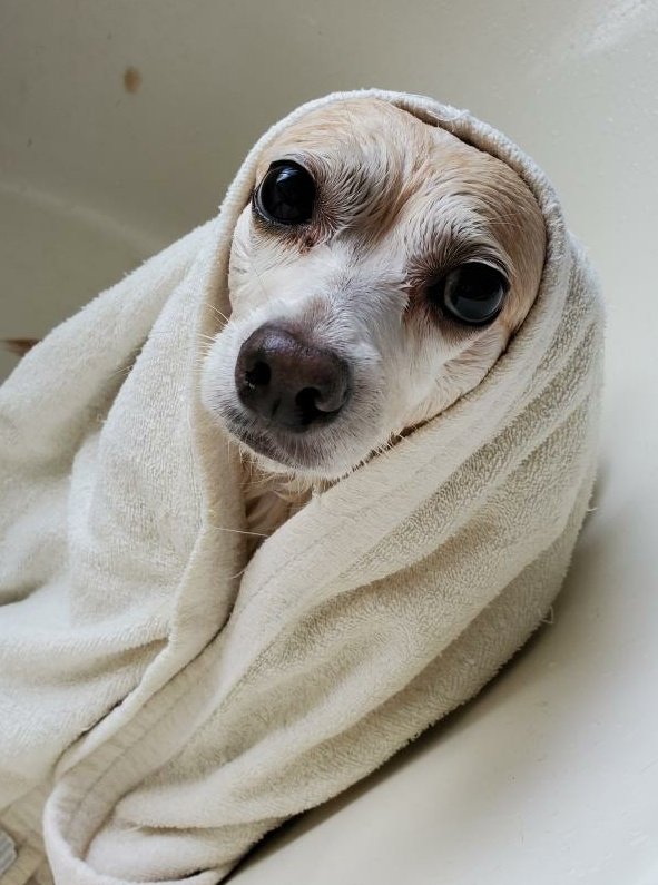 JTaylorPUSD's tweet photo. Help us #ObiWan! You're our only #hope.
#PrincessLeia #DogsDuringLockdown https://t.co/JBYQxG5Nrx