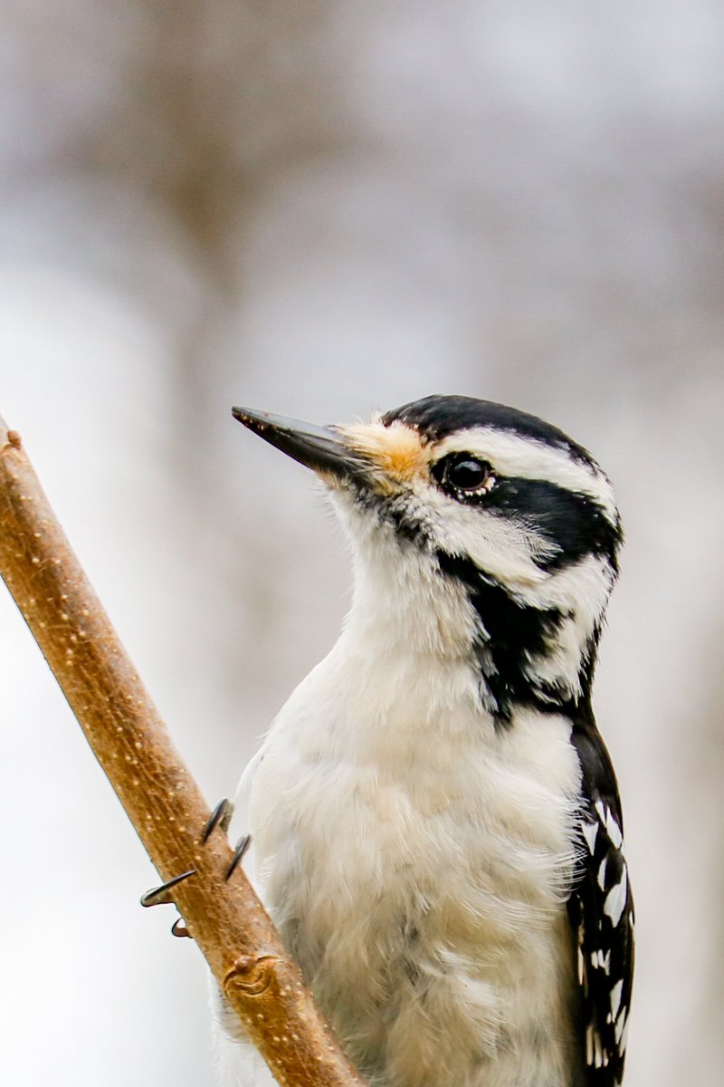 This sweet girl visits me on a daily basis. #HairyWoodpeckers #Woodpeckers #Birds #Nature #BirdWatching #BirdPhotography