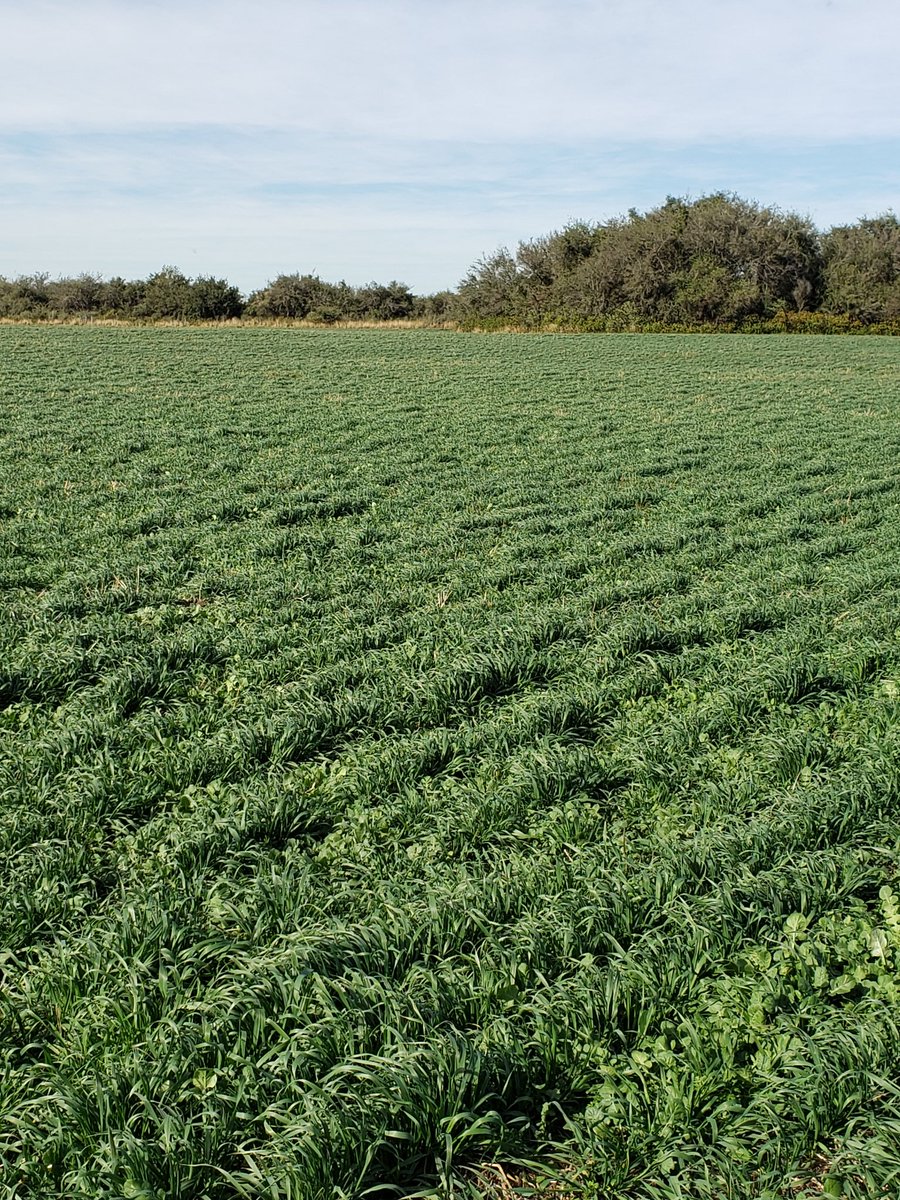 Silaje autoconsumo de sorgo, según horarios entran a la bolsa abierta en las dos puntas la recría y la terminación. La proteína se corrige con avena pastoreo horario para recría. La terminación además come grano de maíz y concentrado proteico.
