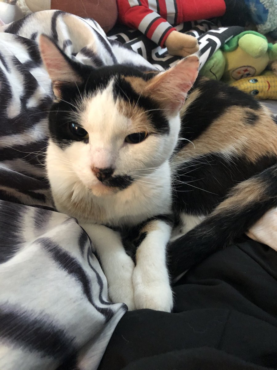 My cat Karla is so cute