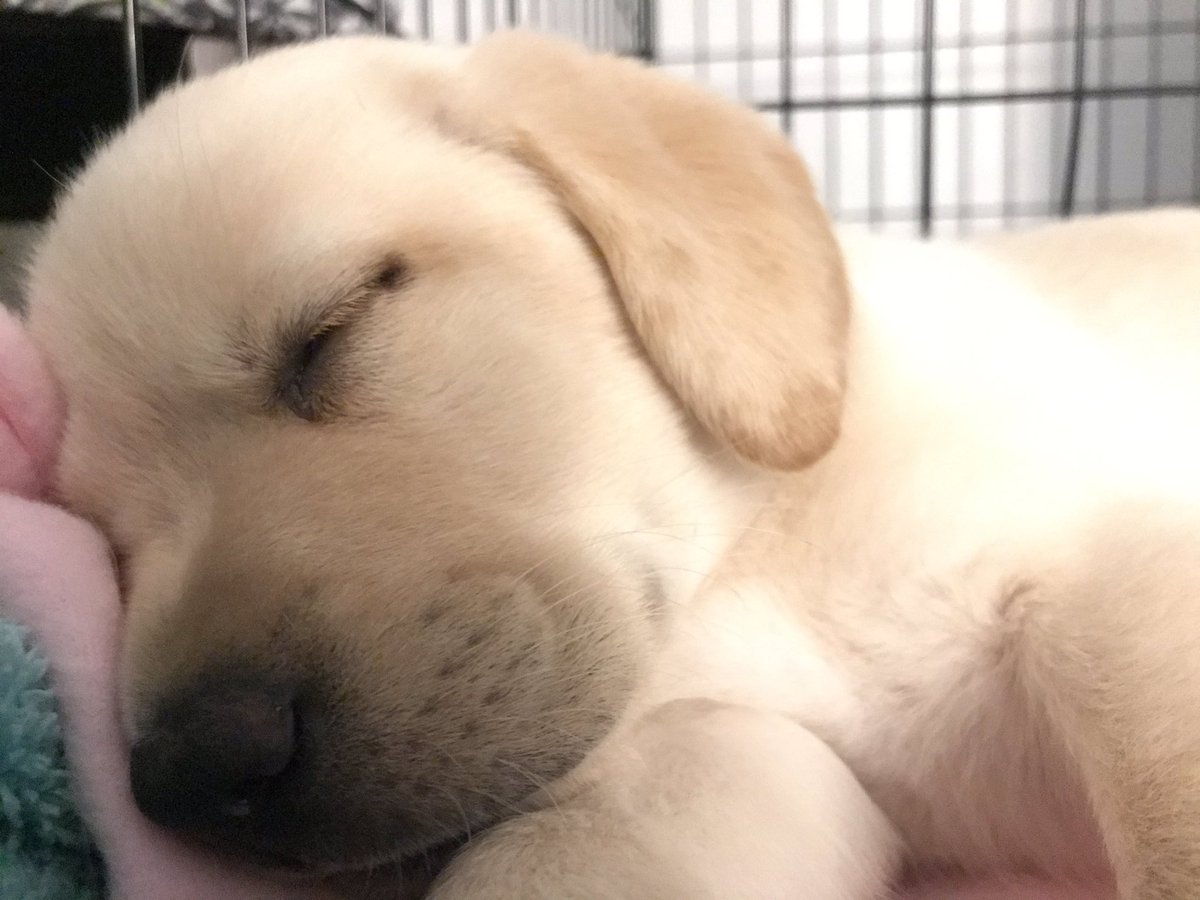 jason buck (@jasonhbuck) on Twitter photo Meet #LilahTheLabrador the newest member of our family and a birthday present for <a href="/bethanybuck16/">bethany buck</a> Meet #LilahTheLabrador the newest member of our family and a birthday present for <a href="/bethanybuck16/">bethany buck</a>