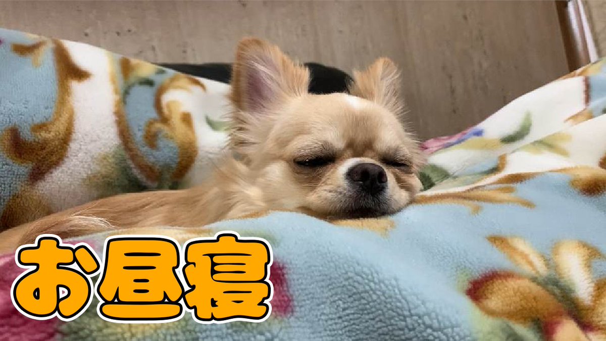 みるくchannel 犬 Vlog お昼寝する時 体がフィットする場所を探すチワワのみるく T Co Gn5hkihrvw 昨日のお昼寝のご様子を動画にしてみました 天気が悪い日は まったりお昼寝に限りますね 犬 チワワ 犬好きさんと繋がりたい みるく