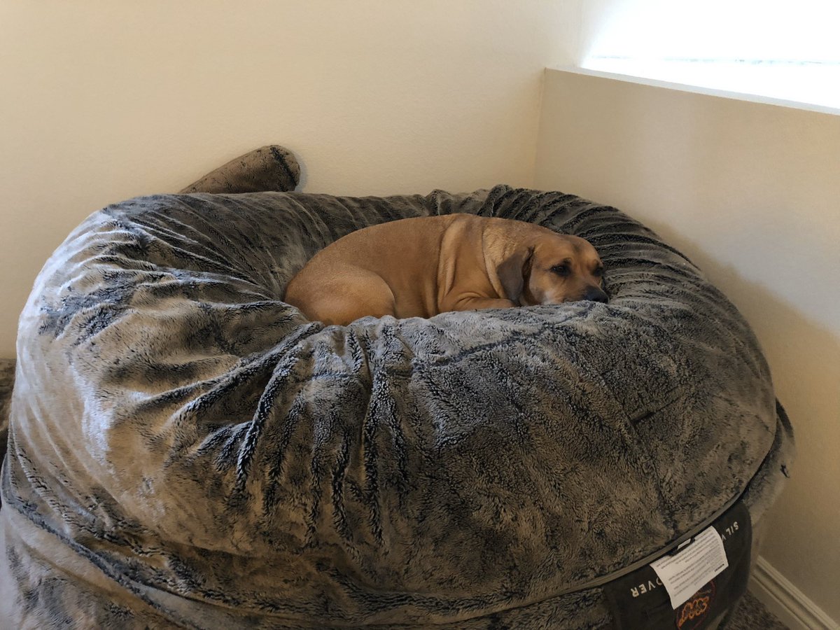 DukeTravelsCA's tweet photo. Duke dreams of long walks around San Marino...a tiny town full of big, beautiful homes and wide grassey sidewalks. Spoiled dogs know that the best grass can be found In Lacy Park! #DukeDreams #WhereisDuke https://t.co/SCA1XPDfTE