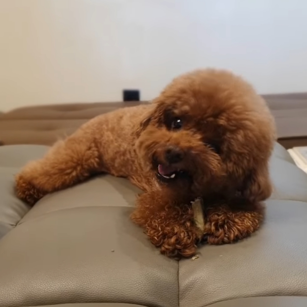 akeytsukako's tweet photo. 3puppyさんのインスタに登場した ガムを噛むコムガ🔑💕🥰
#SHINee #KEY
#Commedes #Garcons
#Commega
#3puppy https://t.co/gcEAxEcswp