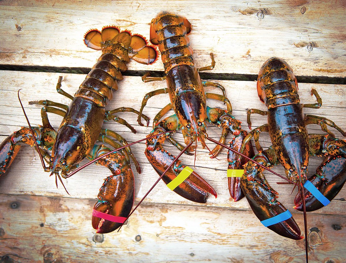 We still have plenty of Live Maine Lobsters for Mother's Day. ❤️ Order your delicious seafood treats today! #pdx #food #seafood #pdxeats #pdxfood #pdxseafood #liveseafood  #mainelobster #lobster #livelobster #seafoodlover #mothersdaygift