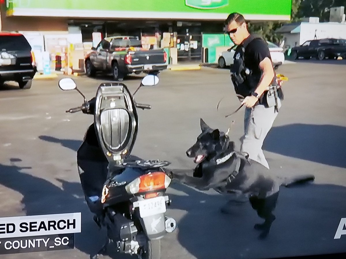 livepdk9srule's tweet photo. #k9auggie was a good boy tonite! #LivePD #LivePDNation @livepdk9srule #petsoflivepd #dogsoftwitter #dogsofinstagram #dogsoflivepd #dogs #k9soflivepd #k9 #9PMRoutine #chiuahuahsoftwitter https://t.co/qdhaxMUq9M