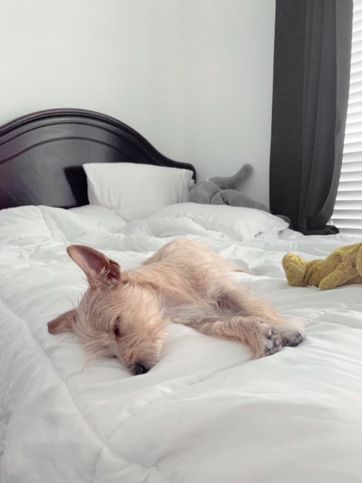 From a 2 month old stray puppy on the street to a now 4 month old little happy and healthy angel sleeping