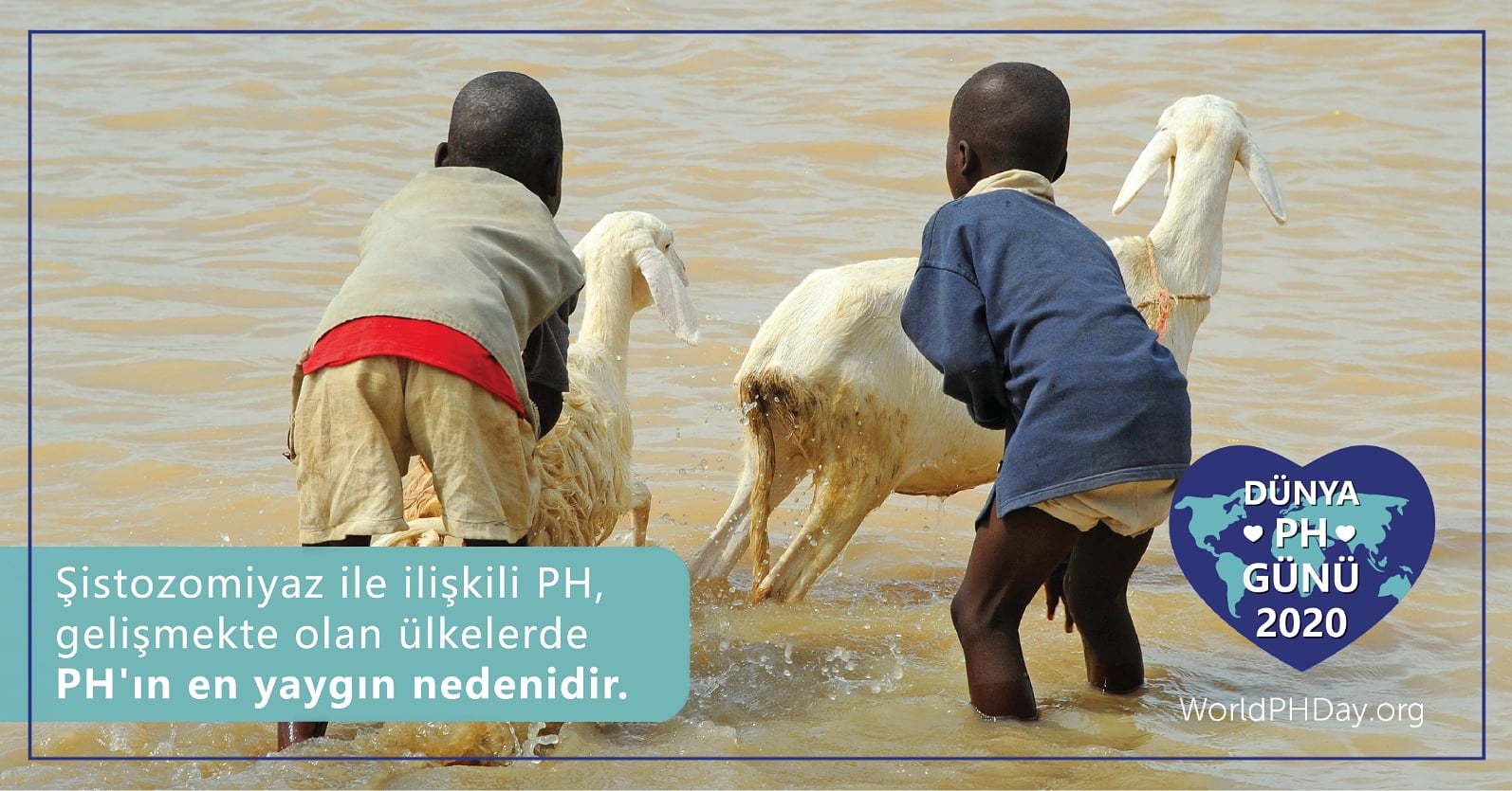 hayvanlarda hipertansiyon düşük karbonhidrat diyeti kalp sağlığı