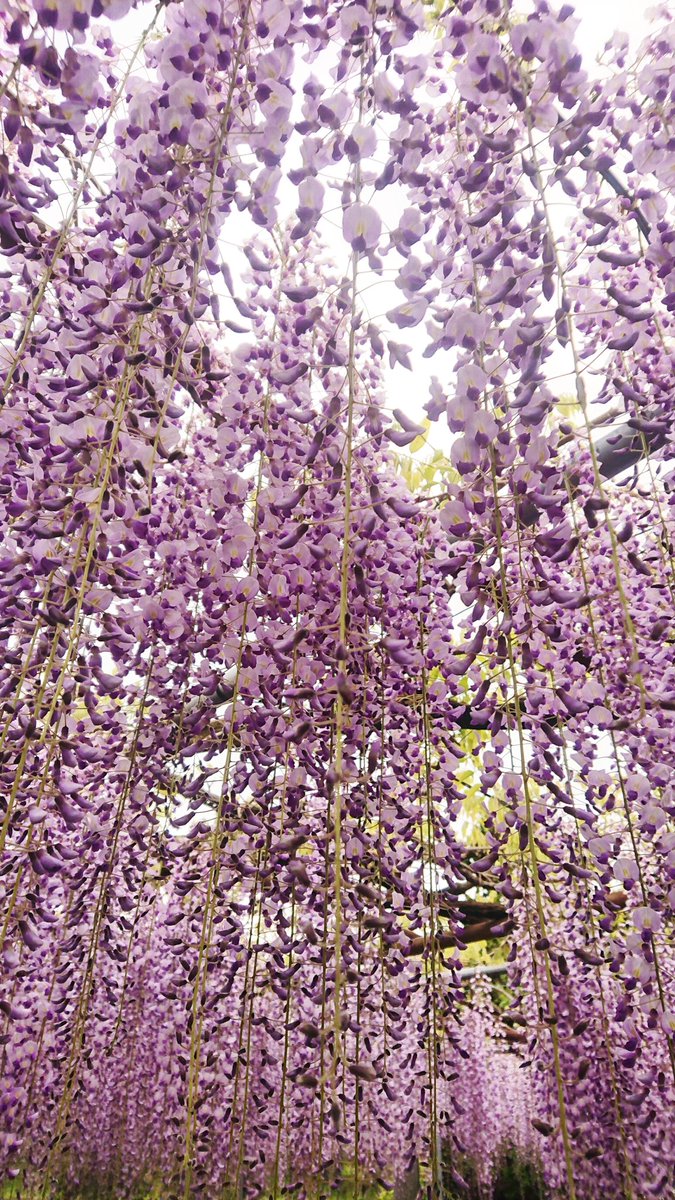 上野寺の藤の花 公式 Fuji Kaminodera Twitter