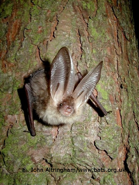 Have you heard? Booking is now open for the Big Bat Skills Event - Online! Taking place on 22-23 May, this is a chance to work on your bat skills and knowledge + hang out with other bat workers online! bats.org.uk/our-work/confe…