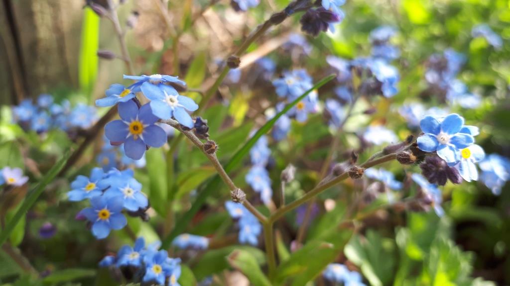earth_trust's tweet image. It’s #GardenDayUK today – a chance to celebrate green spaces of all sizes. From the smallest of houseplants to the biggest of gardens, they can all have a positive impact on our health and wellbeing. What green space will you be enjoying today?