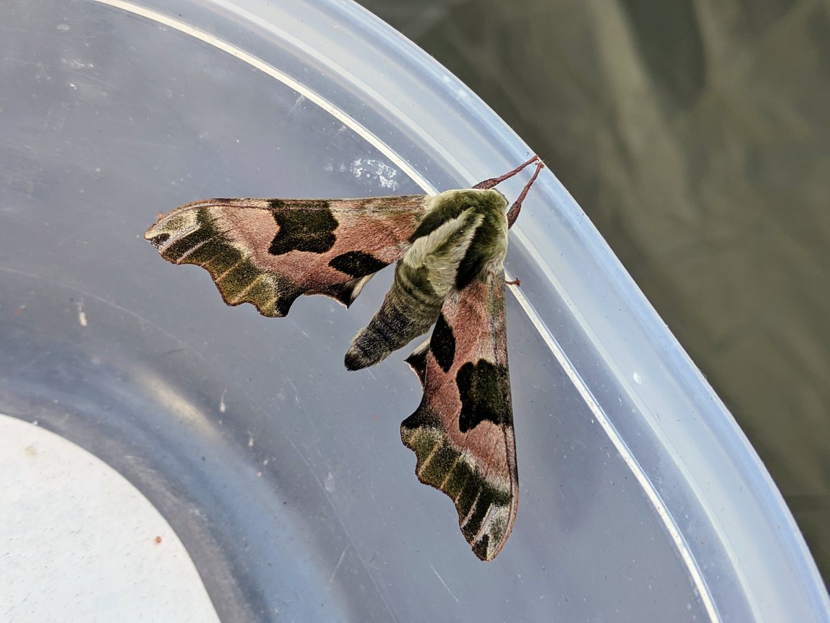 dannihinchy's tweet photo. We don't do much light trapping, but it was lovely to catch our first hawkmoths in the garden here in Winsford. A lovely male & female pair of lime hawkmoths #moths #lighttrapping #wildlife https://t.co/1PUWxNOHLP https://t.co/F88F8DT1nA