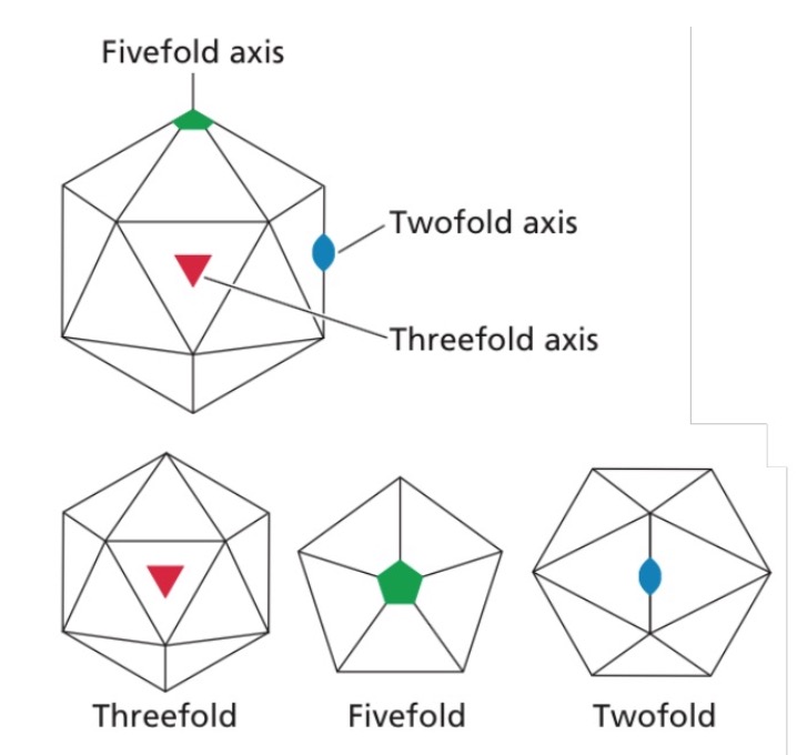 readingbits's tweet photo. Icosahedral symmetry:

Icosahedron is a platonic solid with 20 faces, each an equilateral triangle. It has 5x, 3x, and 2x axes of symmetry (12 each). Allows a formation of a small shell with smallest number (60) of identical subunits. #virology https://t.co/Ces1paRxoo
