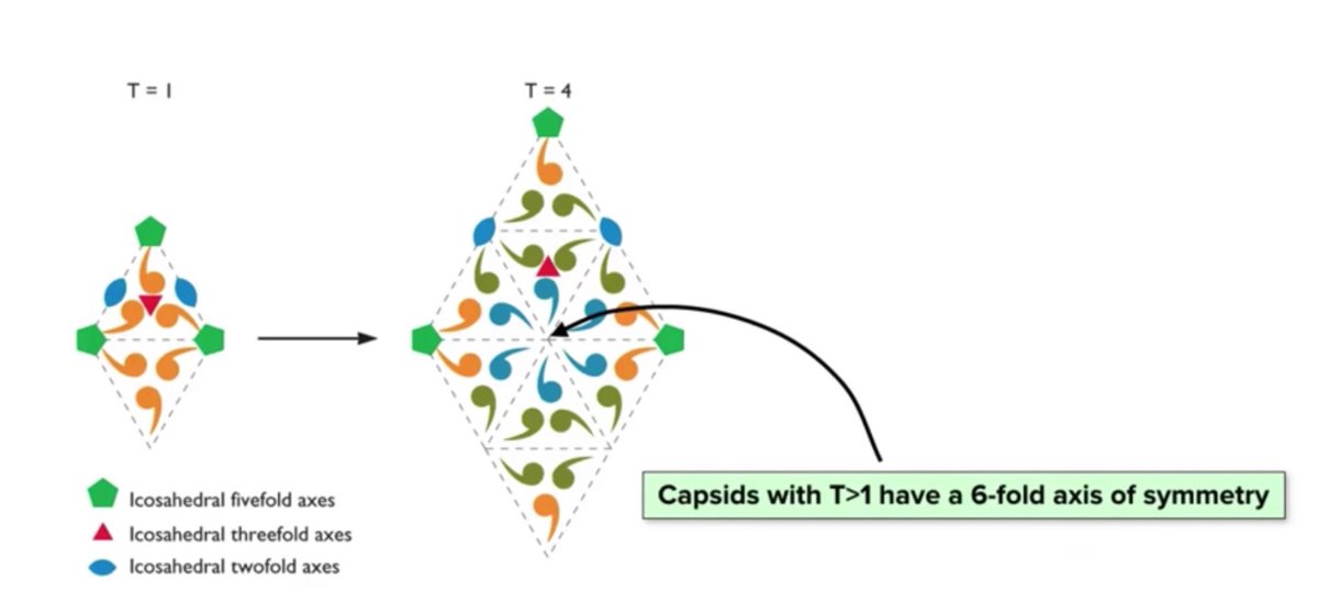 readingbits's tweet photo. T Number:

The number of smallest triangular stuctures making up the triangular face of an icosahedron. #virology #capsid #structure #unit #tnumber #icosahedron https://t.co/weEDGYoO0Q