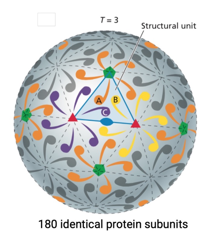 readingbits's tweet photo. Quasiequivalent bonding interactions: all engage in head to head and tail to tail interactions. 180 identical protein subunits in the example below. #virology #capsid #strucure #unit #pentamer #hexamer #icosahedron https://t.co/MjbjQKAkUw