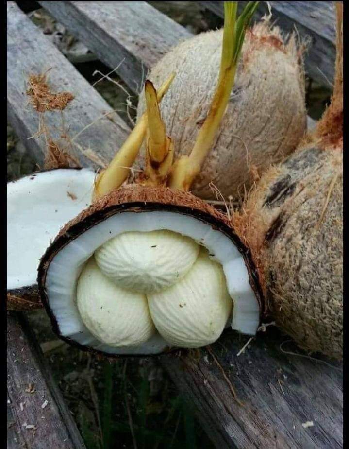 Rumitnya Bahasa Jawa 🙄

Batang kelapa: glugu
Pelepah daun: blungkang
Daun: blarak
Tulang daun: sada
Daun muda: janur
Bunga: manggar
Buah kecil: bluluk
Buah sedang: cengkir
Buah muda: degan
Kulit buah: sepet
dll..

Bhs Indonesia hanya mengenal batang, daun, bunga, buah

*Ini apa?