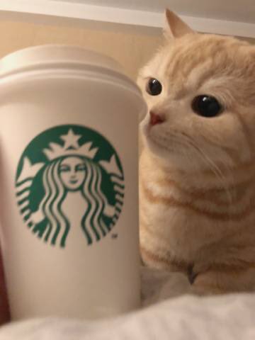 ok since i saved that cute cats photos im sharing it here