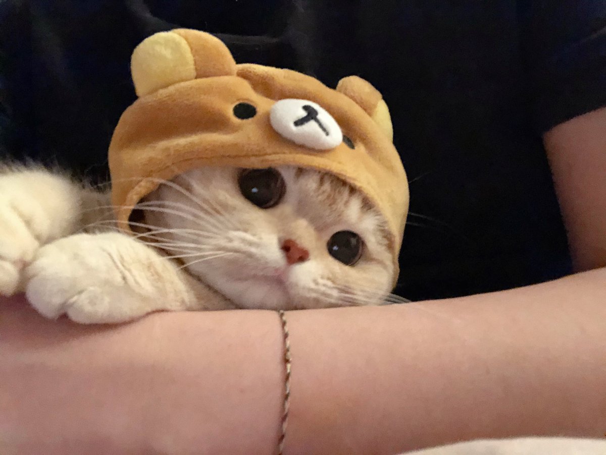 ok since i saved that cute cats photos im sharing it here