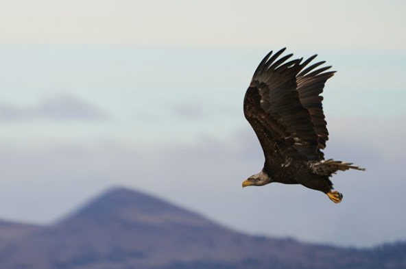 TravelOregon_nl's tweet photo. Zuid-Oregon: Klamath Basin National Wildlife Refuges

In het meest zuidelijke stuk van Oregon, op de grens met Californië, ligt het Klamath Basin. De voornamelijk ondiepe meren en moerassen, trekken jaarlijks miljoenen watervogels en vele Amerikaanse zeearenden aan.

📷 @rjtman https://t.co/ZypwJGMYTV