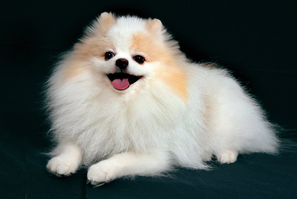 Panda +dog =donda I now love math Panda dog, Dog breeds, Colorful dog