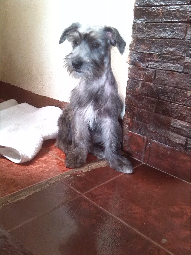 mayrlen_1406's tweet photo. El día Domingo 3 de Mayo mi perrito en un descuido se me salió de casa, la última vez q lo vieron los vecinos fue x las cercanías del túnel de la planicie, lo hemos buscado durante todos estos días x la zona y nada, le agradezco en el alma q me ayudarán a difundir su fotico. https://t.co/4MEI0k4Hod