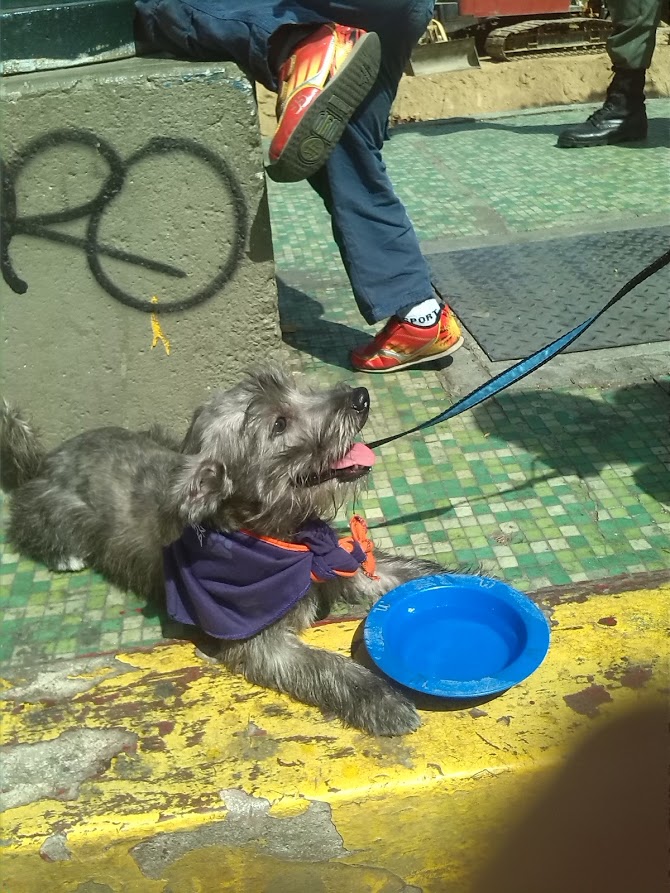 mayrlen_1406's tweet photo. El día Domingo 3 de Mayo mi perrito en un descuido se me salió de casa, la última vez q lo vieron los vecinos fue x las cercanías del túnel de la planicie, lo hemos buscado durante todos estos días x la zona y nada, le agradezco en el alma q me ayudarán a difundir su fotico. https://t.co/4MEI0k4Hod